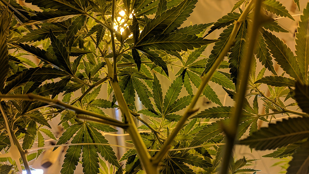 Myths About Cooling Marijuana Grow Rooms