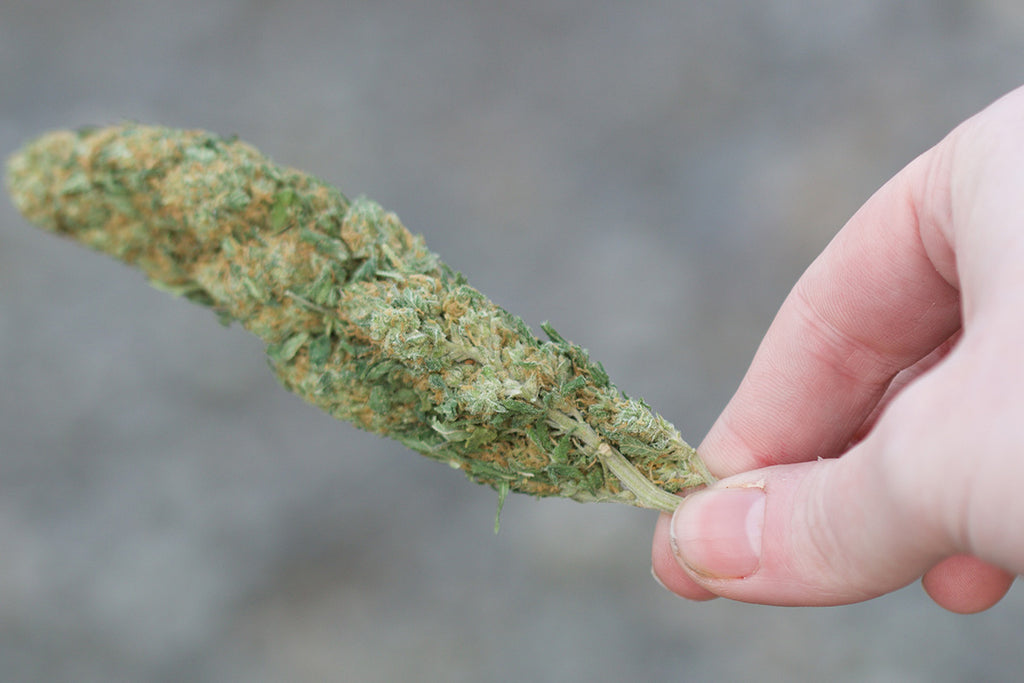 10 Tips For Growing High Quality Bud