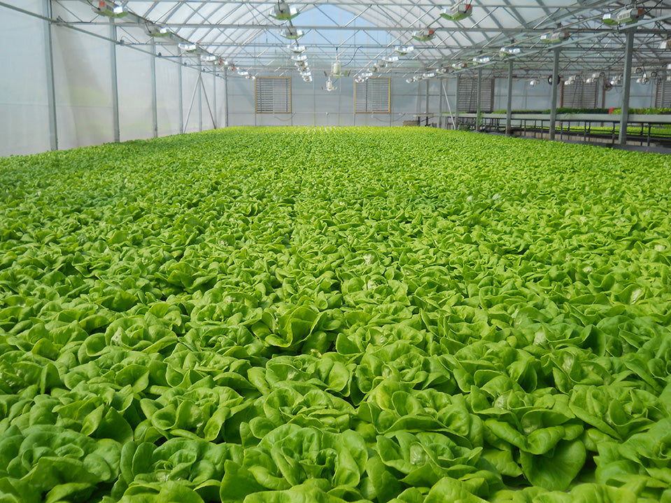 Hydroponic Nutrient Management: What Every Grower Should Know