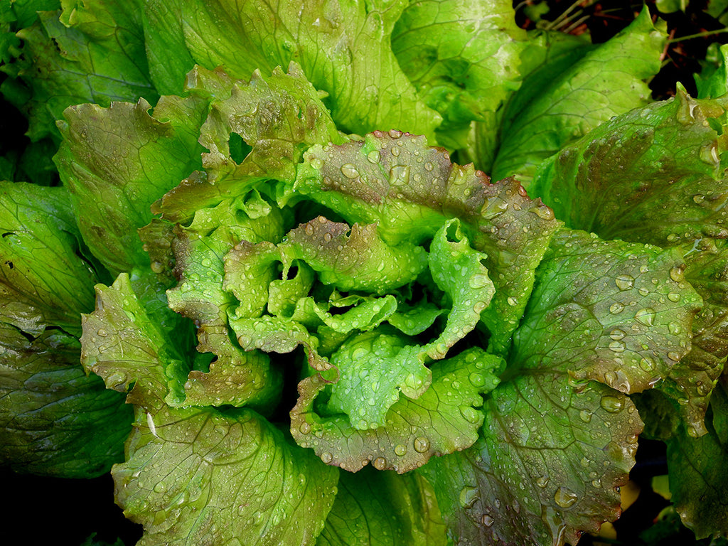 Impact of LED Lighting on Leafy Greens