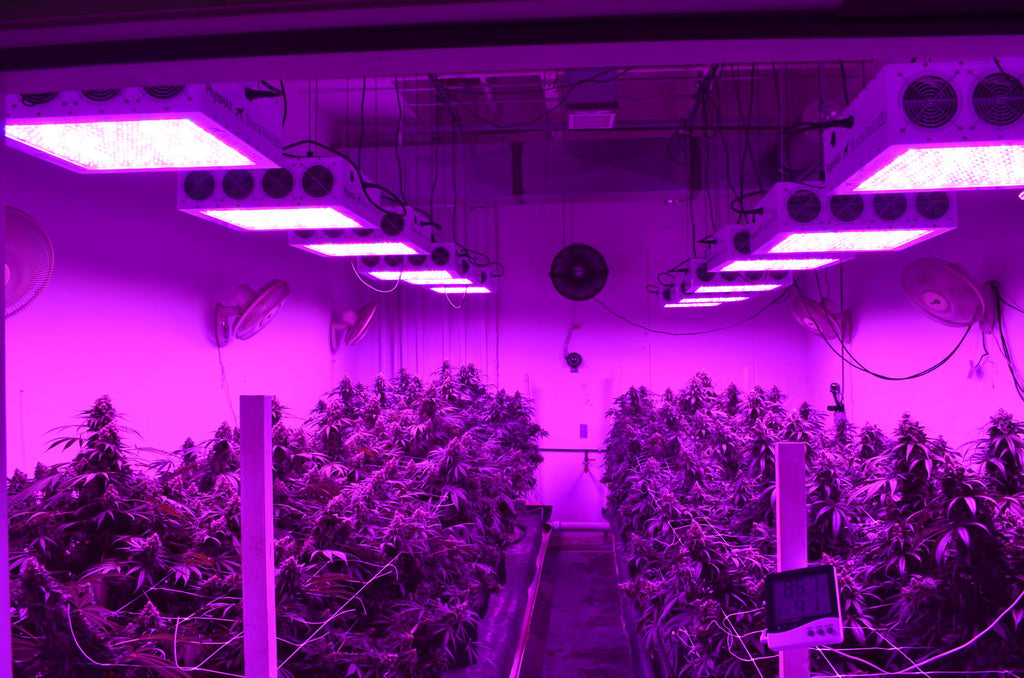 Guide To LED Grow Lights