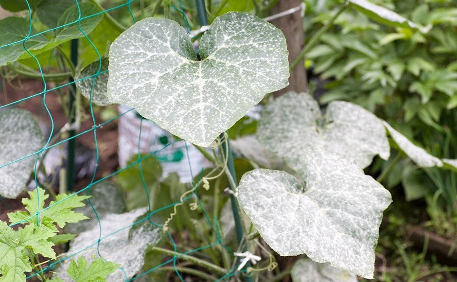 Facts About Garden Mildew