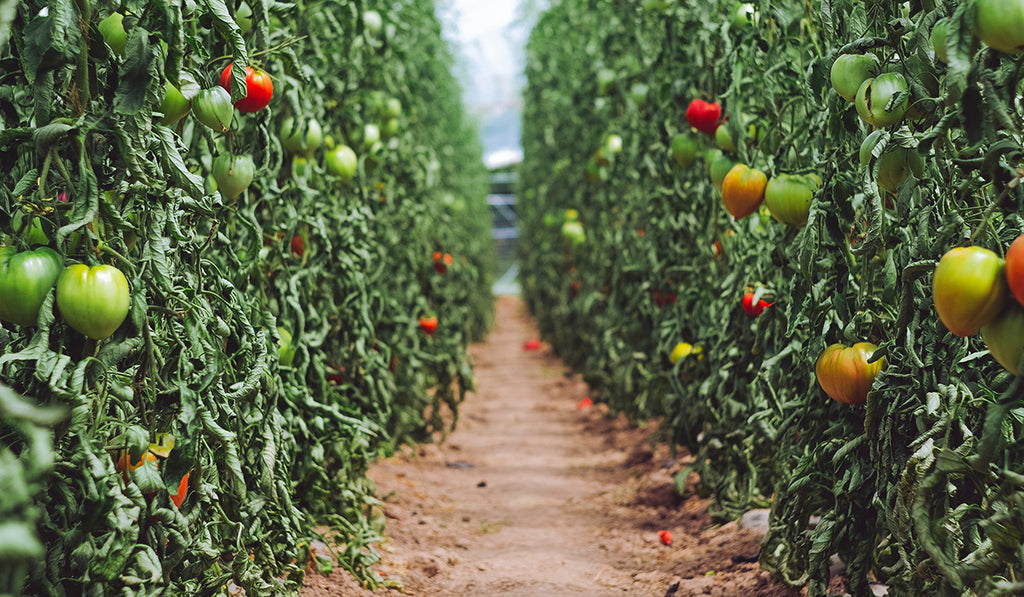 Preparing Your Plants for Harvest